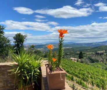 View from Tornesi family winery in Montalcino