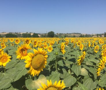 Sunflowers in Montalcino